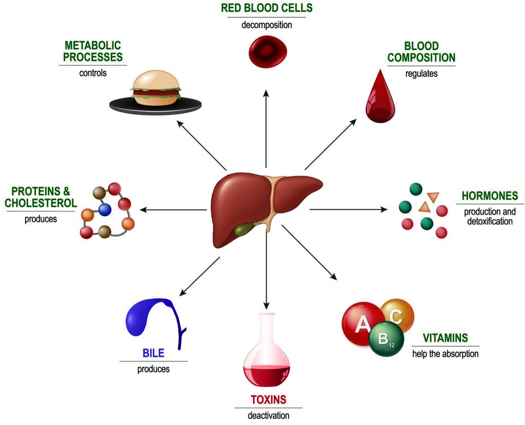 functions-of-healthy-liver