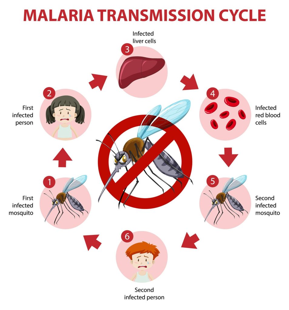 malaria-transmission-cycle